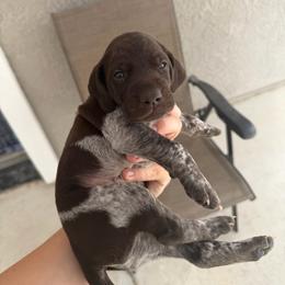 Green boy - Liver and white male German Shorthaired Pointer puppy in Roseville, California from Valley Pointers