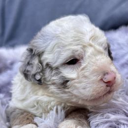 Verity - Blue merle male Bernedoodle puppy in Vacaville, California from Starlight Goldendoodles