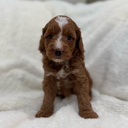 Frosting girl - Red  female Goldendoodle puppy in Rio Linda, California from Plush Doodles