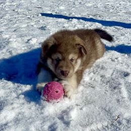 Alaskan Malamute Puppies from Fawn River Malamutes