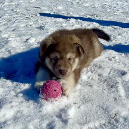 Alaskan Malamute Puppies from Fawn River Malamutes