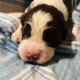 Felix - Liver and white male English Springer Spaniel puppy in Liverpool, Pennsylvania from Breezy Acres Stock & Sporting Dogs
