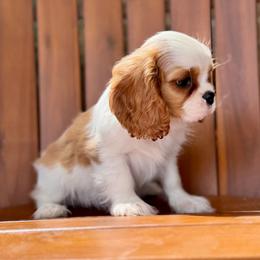 Blenheim Boy 2 - Blenheim male Cavalier King Charles Spaniel puppy in Grand Prairie, Texas from Westchester Cavaliers