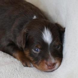 River - Red tri male Toy Australian Shepherd puppy in Albia, Iowa from J Bar M Toy and Mini Aussies
