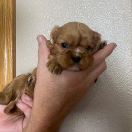 3Boy - Ruby male Cavalier King Charles Spaniel puppy in Pocatello, Idaho from Sarah's Cavachons, Bichons & King Charles Cavalier Spaniels