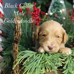 Black collar - Red  male Goldendoodle puppy in Plattsburgh, New York from Adirondack Poodles Goldendoodles,Bernedoodles & Schnoodles