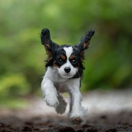 Beatriz Just For You - Cavalier King Charles Spaniel
