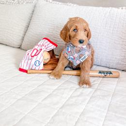 Babe Ruth - Apricot male Goldendoodle puppy in Marietta, Georgia from Reece + Co Doodles & Poodles