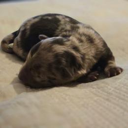 Girl 1 - Red merle female Aussiedoodle puppy in Junction, Utah from Sugar Doodles