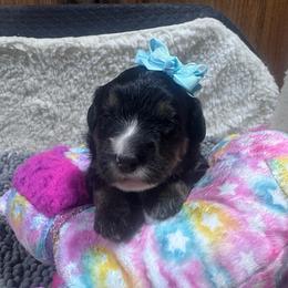 Grape - Tri-color female Bernedoodle puppy in Carmichaels, Pennsylvania from JensenBelle Doodles