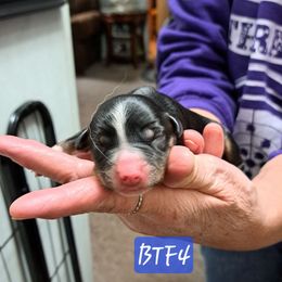 Girl 3 - Black tri female Miniature Australian Shepherd puppy in Elgin, Oregon from LongMile Aussies