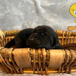 Tweety - Black female Labrador Retriever puppy in Rootstown, Ohio from Blue Bandana Retrievers