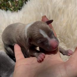 Beau - Blue fawn male Italian Greyhound puppy in Southwest Florida, Florida from Woofford Italian Greyhounds