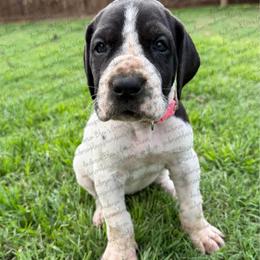Celeste - Black female Great Dane puppy in Granbury, Texas from Anderson Blau’s Great Danes