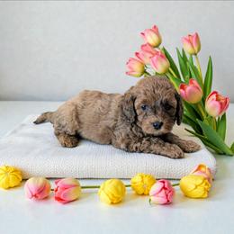 Rummy - Sable male Cavapoo puppy in Sparta, Missouri from Sis' Doodles & Poodles