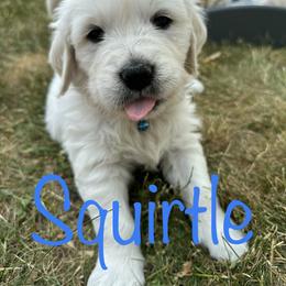 Golden Retriever Puppies from English Creams of Morningstar