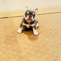Athena - Tricolors female French Bulldog puppy in Campbell Hall, New York from Charlie’s Frenchies