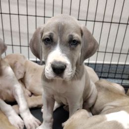 Rosetta - Mantle female Great Dane puppy in Marshall, Michigan from Dream K9