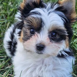Megan - Black tan and white female Biewer Terrier puppy in Mercer County, New Jersey from Winter Grove