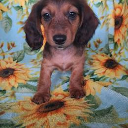 Clyde - Sable male Dachshund puppy in Branford, Florida from Mbjs Doxies and chihuahuas