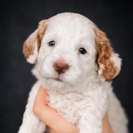 Five - Parti female Goldendoodle puppy in Phoenix, Arizona from Doodles of the Desert