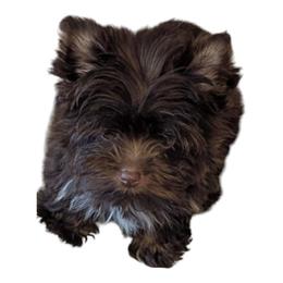 Hershey - Liver male Yorkshire Terrier puppy in Gaylesville, Alabama from Sweet Alabama Yorkies