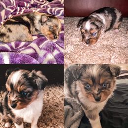 Pembroke Welsh Corgi and Toy Australian Shepherd Puppies from Double Bar H Corgis & Aussies