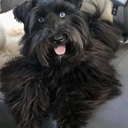 Glory B - Miniature Schnauzer