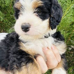 Bernie - Tri-color male Bernedoodle puppy in Saint Francis, Kansas from Land of Oz Doodles