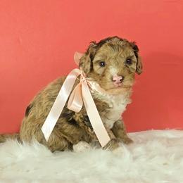 Honey - Chocolate merle female Bernedoodle puppy in Russell Springs, Kentucky from 270 Doodles