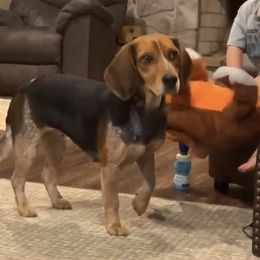 Stacks - Beagle