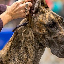 Great Danes from Mirabile Visu Danes