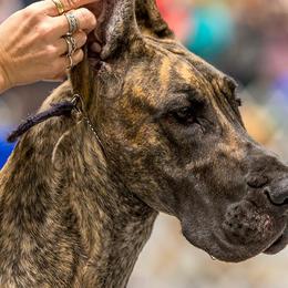 Great Danes from Mirabile Visu Danes