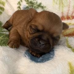 Violet - Black and tan female Brussels Griffon puppy in Ogden, Utah from Shelly's Brussels Griffons