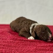 Darcy (red) - Brown and white Spanish Water Dog puppy in Beaufort County, North Carolina from Shady Banks Kennel