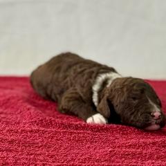 Darcy (red) - Brown and white Spanish Water Dog puppy in Beaufort County, North Carolina from Shady Banks Kennel