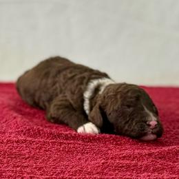Darcy (red) - Brown and white Spanish Water Dog puppy in Beaufort County, North Carolina from Shady Banks Kennel