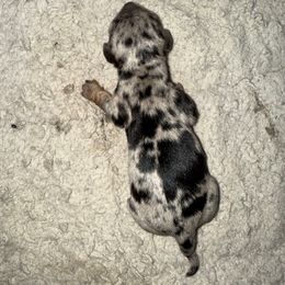 Girl 1 - Dapple female Dachshund puppy in Palm Coast, Florida from Michelle’s Mini Dachshunds