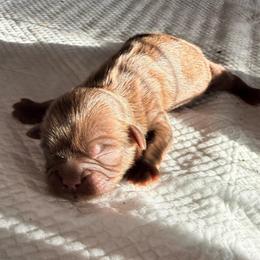 Girl 4 - Chocolate female Shih Tzu puppy in Groveland, Florida from Jenny's Shih Tzus