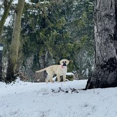 Anatolian Shepherd Dog and Vizsla Puppies from Royal Kennels