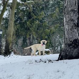 Anatolian Shepherd Dog and Vizsla Puppies from Royal Kennels