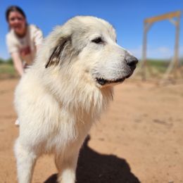 Freya - Great Pyrenees