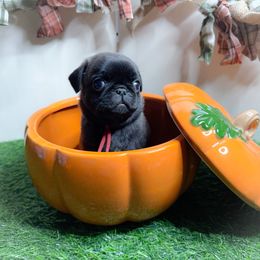 Isaac (red collar) - Silver male Pug puppy in Hereford, Arizona from Broken Road Ranch Pugs