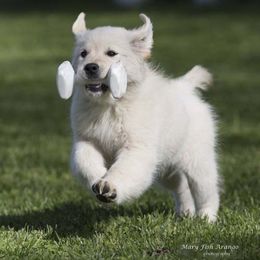 Golden Retriever Puppies from Costadoro Golden Retrievers