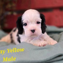 Yellow collar male - Black and white male Cocker Spaniel puppy in Bonsall, California from CuttinBlue Farms