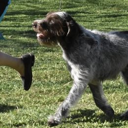 Cirneco dell’Etnas, Kuvaszok, and Wirehaired Pointing Griffons from Kaen Kennels