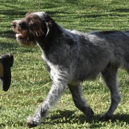 Cirneco dell’Etnas, Kuvaszok, and Wirehaired Pointing Griffons from Kaen Kennels