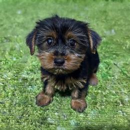 Eva - Black and tan female Yorkshire Terrier puppy in Massachusetts from Cutie Yorkies