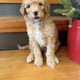 Yellow and white girl - Yellow and white female Bernedoodle puppy in Hines, Oregon from Switch Canyon Doodles