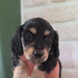 Dachshund Puppies from Emily King
